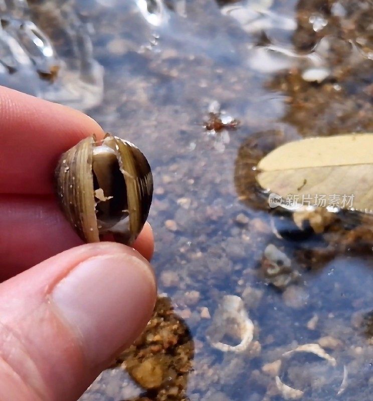 河流入侵贝壳:海蛤或亚洲蛤(corbicula fluinea)
